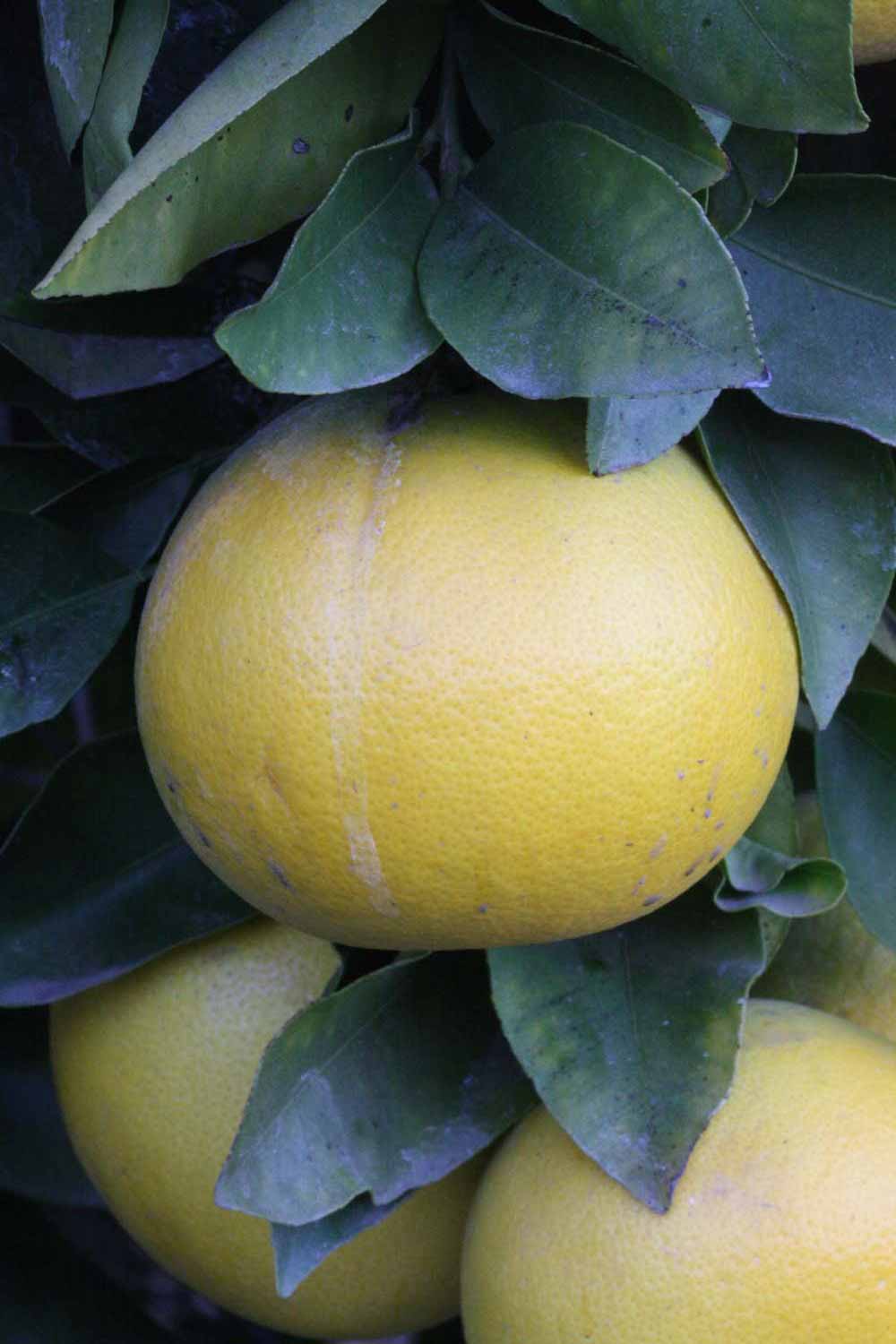              Fruit (Riverside, CA)       